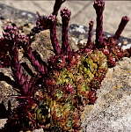 Sempervivum 'Heliotrope' 