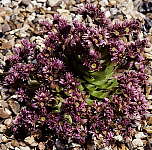 Sempervivum nevadense