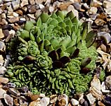 Sempervivum nevadense