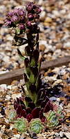 Sempervivum cv. Zilver Moon