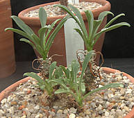 Tylecodon grandiflorus