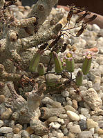 Tylecodon buchholzianus var. buchholzianus