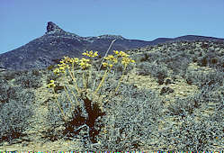 Tylecodon wallichii