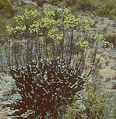 Tylecodon cacalioides