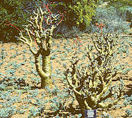 Tylecodon paniculatus