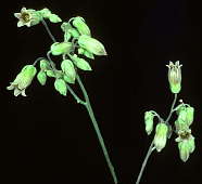 Tylecodon pearsonii flower