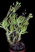 Tylecodon reticulatus