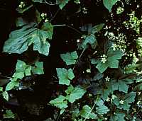 Bryonia dioica (White Bryony)