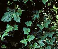 Bryonia dioica