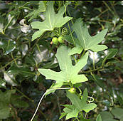 Bryonia dioica - White Bryony berries