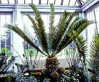 Encephalartos altensteinii