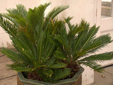 Cycas revoluta