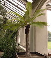 Cycas siamensis - RBG Kew