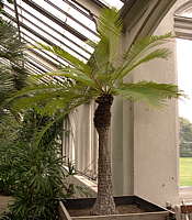 Cycas siamensis