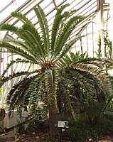 Encephalartos woodii