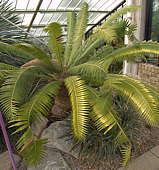 Dioon spinulosum