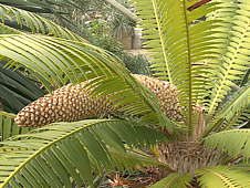 Dioon spinulosum - RBG Kew