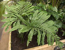 Stangeria eriopus - soft-leaf forest form - RBG Kew