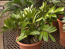 Zamia furfuracea