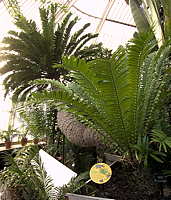 Encephalartos altensteinii