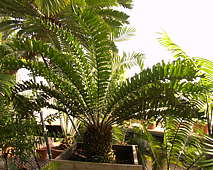 Encephalartos ferox - RBG Kew
