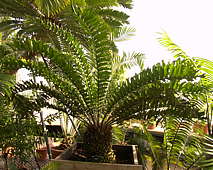 Encephalartos ferox