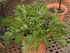 Zamia integrifolia