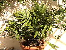 Zamia furfuracea - University Botanic Garden, Oxford Zamia furfuracea