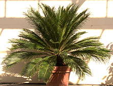 Cycas revoluta