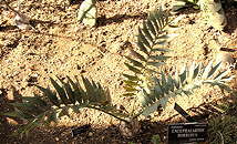 Encephalartos horridus