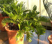 Zamia floridana