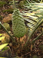 Encephalartos villosus