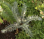 Encephalartos horridus