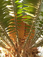 Encephalartos woodii