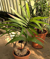 Zamia loddigesii