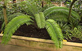 Encephalartos villosus