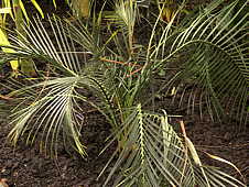 Macrozamia miquelii