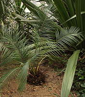 Macrozamia communis - RBG Kew