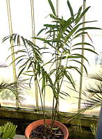 Zamia muricata