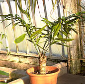 Zamia neurophyllidia