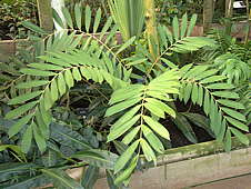 Ceratozamia miqueliana - RBG Kew Ceratozamia miqueliana - RBG Kew