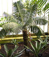 Microcycas calocoma