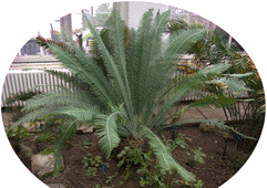 Dioon edule