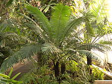 Cycas thouarsii