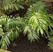 Zamia muricata