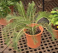 Encephalartos lanatus