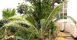 Encephalartos paucidentatus