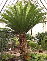 Encephalartos longifolius