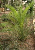 Macrozamia moorei - RBG Kew