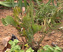 Encephalartos cupidus